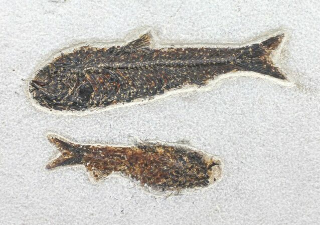 Pair of Large Knightia Fossil Fish - inch Layer #60999